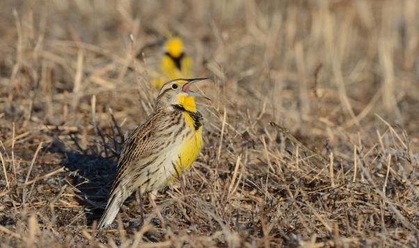 Western Meadowlark Bird