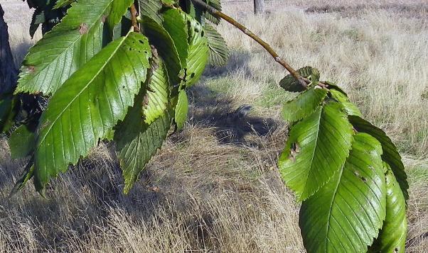 American Elm