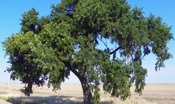 American Elm