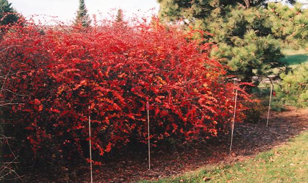 Centennial Cotoneaster