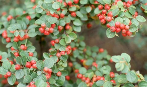 Centennial Cotoneaster