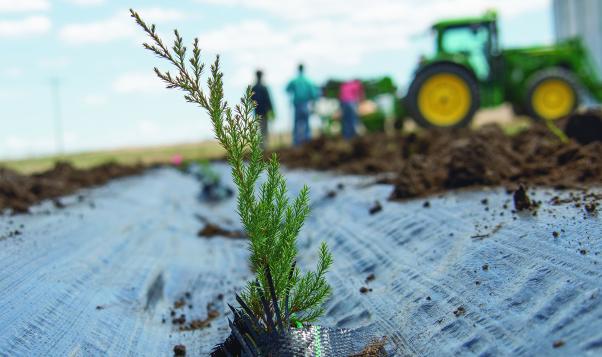 Tree Planting in Twin Platte NRD