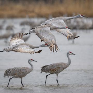 Cranes
