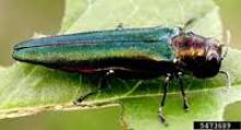Emerald Ash Borer