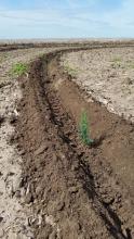 Tree Planting