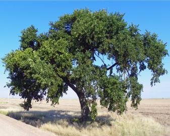 American Elm