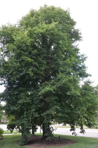 American Linden