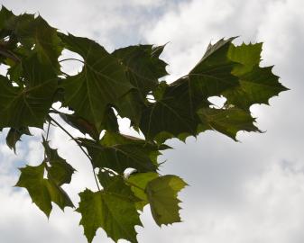 American Sycamore