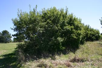 Amur Maple