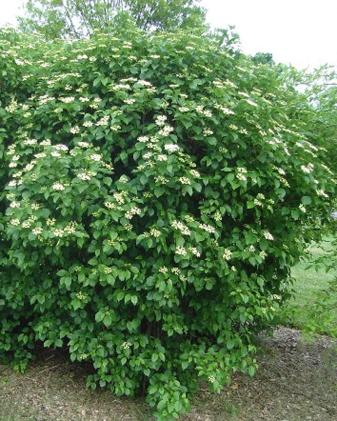 Arrowwood Viburnum
