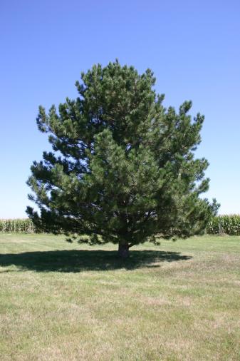Austrian Pine