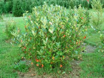 Black Chokeberry
