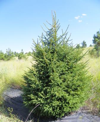 Black Hills Spruce