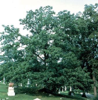 Black Walnut
