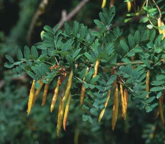 Caragana