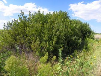 Chokecherry