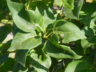 Common Lilac
