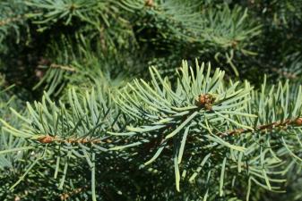 Concolor Fir