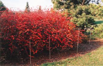 Centennial Cotoneaster