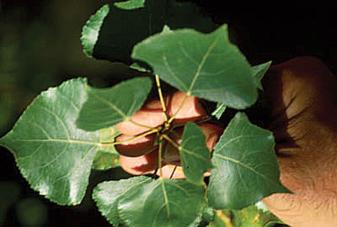 Cottonwood