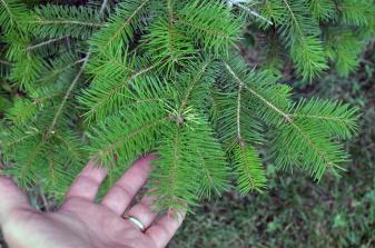 Douglas Fir