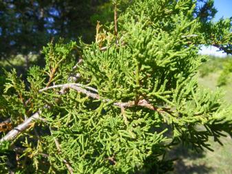Eastern Redcedar