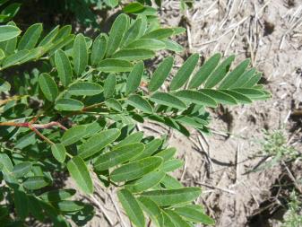 False Indigo