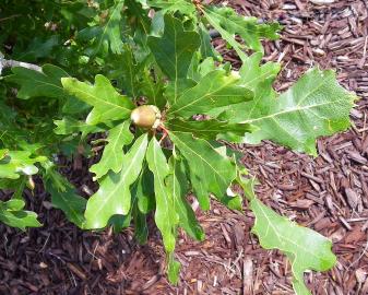 Gambel Oak