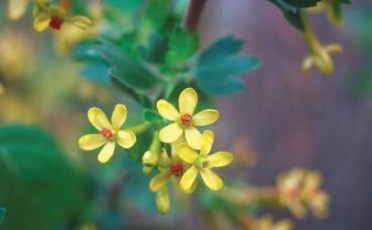 Golden Currant