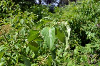 Gray Dogwood