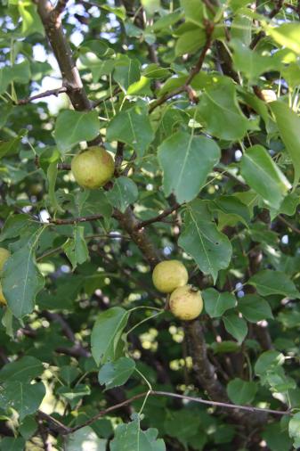Harbin Pear
