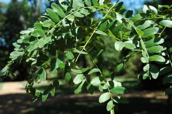 Honeylocust