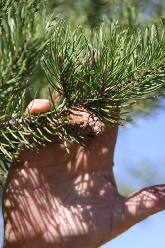 Jack Pine
