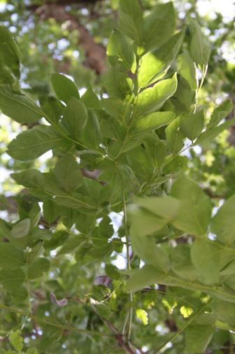 Kentucky Coffeetree