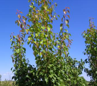 Manchurian Apricot