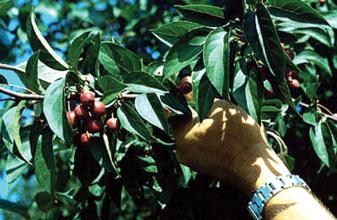 Midwest Crabapple