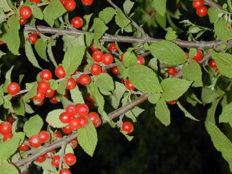 Nanking Cherry