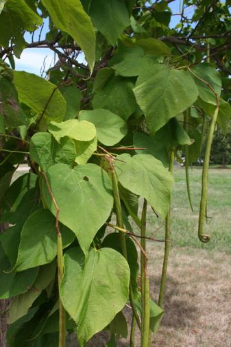 Northern Catalpa