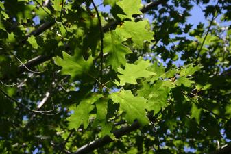 Northern Red Oak