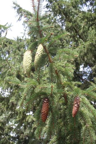 Norway Spruce