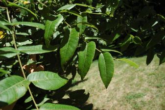 Pecan