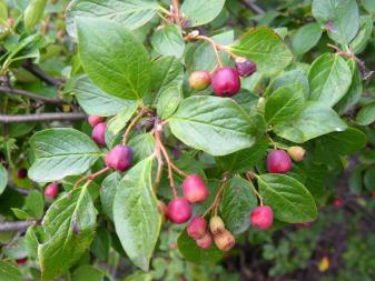 Peking Cotoneaster