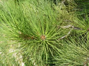 Ponderosa Pine