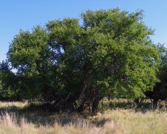 Red Mulberry