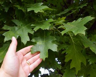 Red Oak