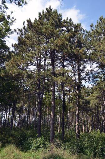 Red Pine
