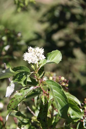 Redosier Dogwood