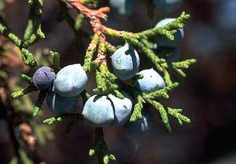 Rocky Mountain Juniper