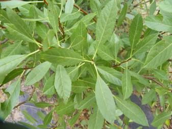Sandcherry