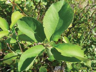 Serviceberry
